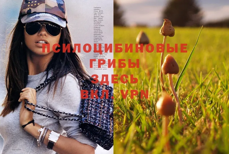 MEGA зеркало  Зима  Псилоцибиновые грибы Psilocybine cubensis 